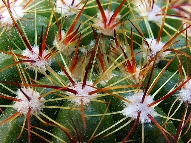Notocactus _glaucinus _11